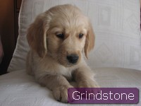 Fievel of grindstone valley